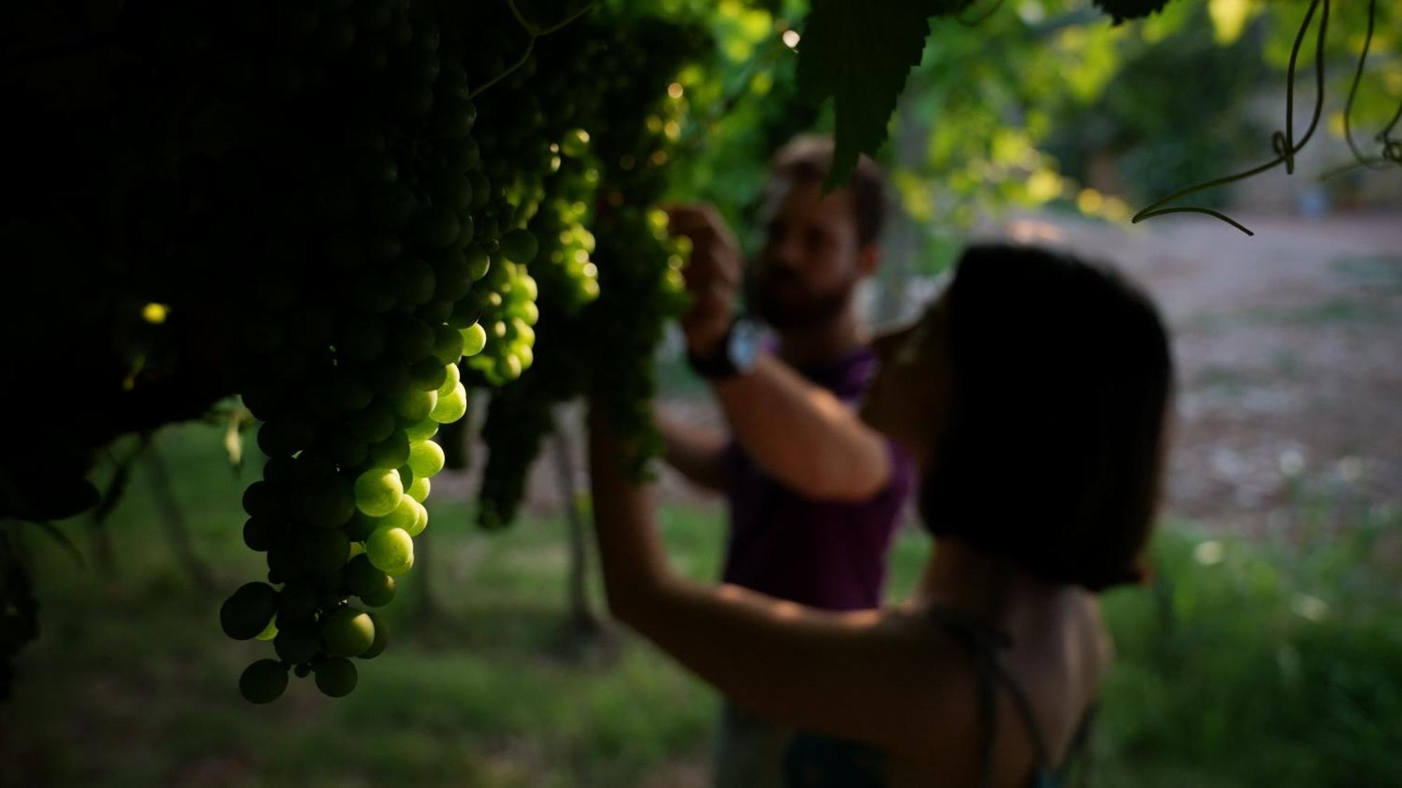 Agriturismo Ai Dossi - Verona, Verona