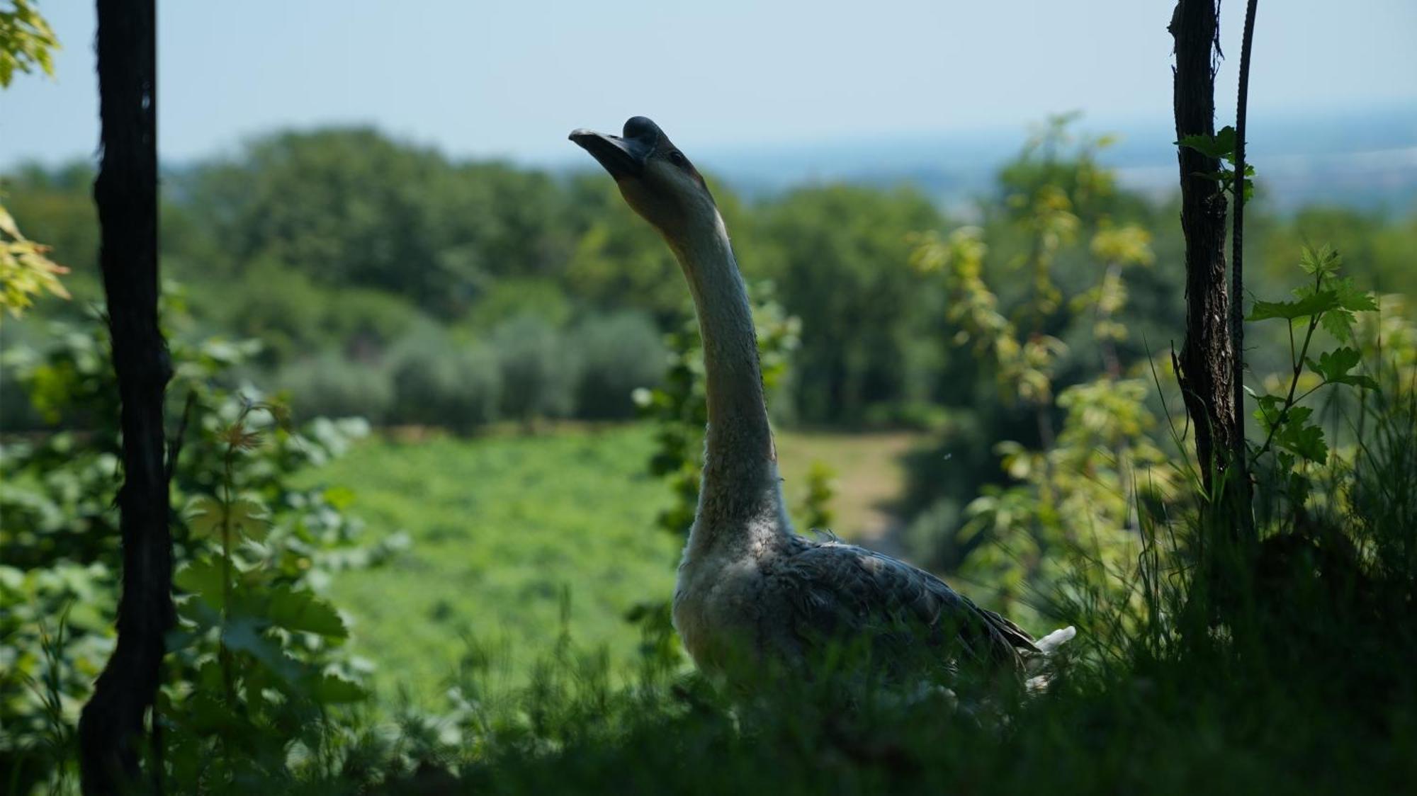 Agriturismo Ai Dossi - Verona — Foto 2